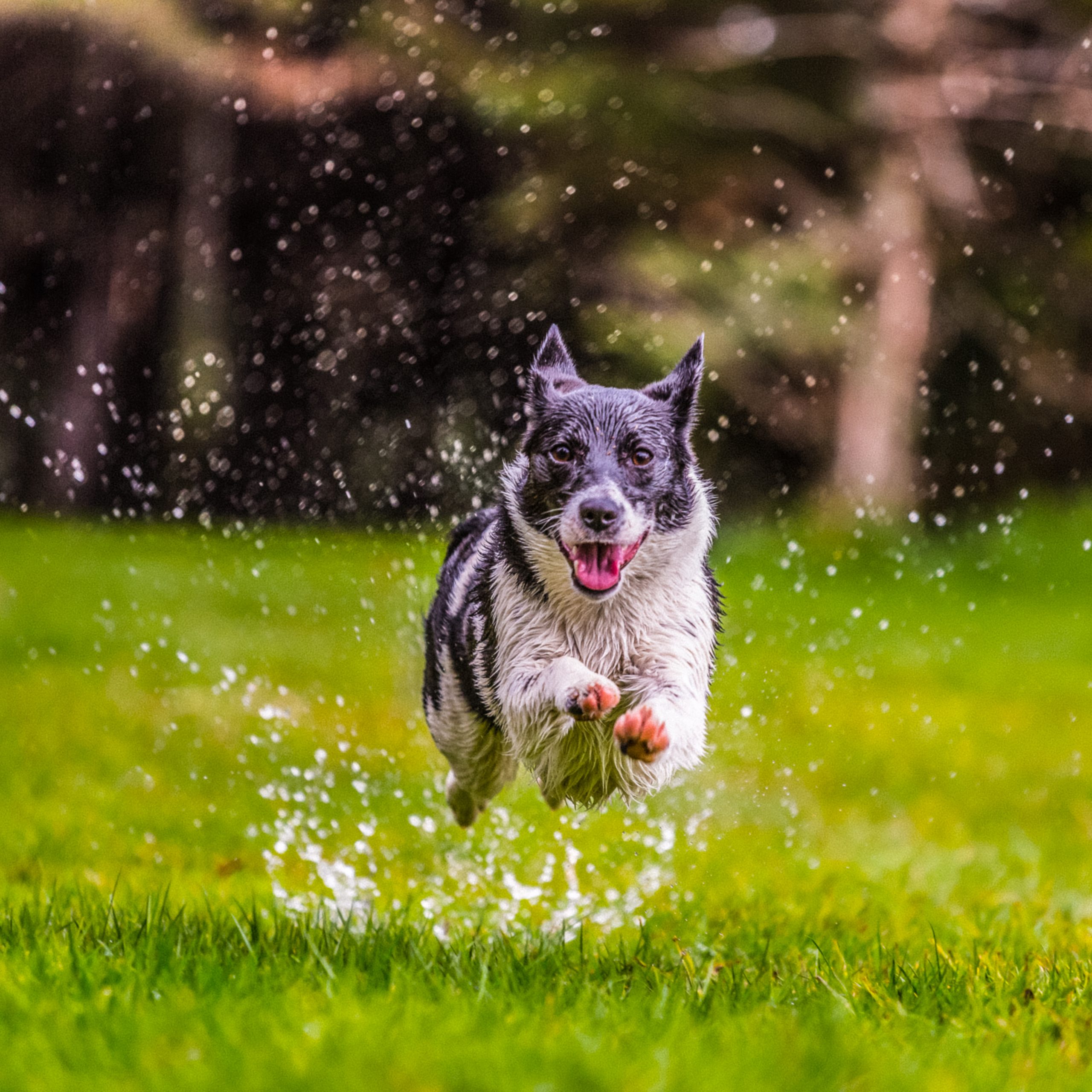 chien qui court sur le terrain scaled
