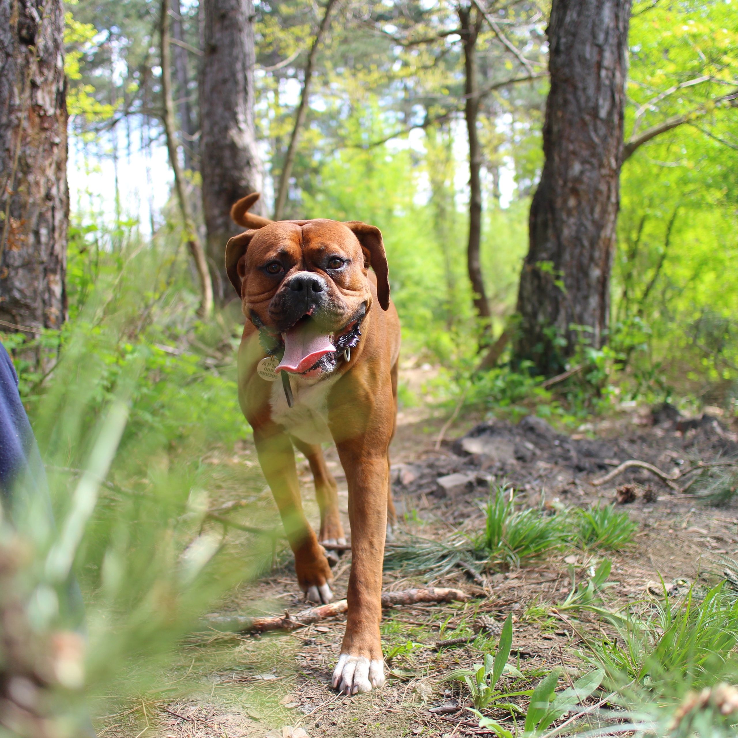 portrait d un chien dans la foret scaled